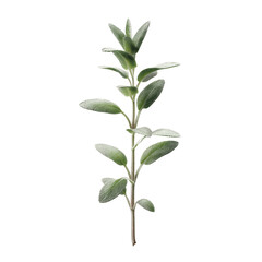 Obraz premium Single Sprig of Fresh Sage Herb on Green Transparent background