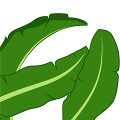 Banana Leaf Vector