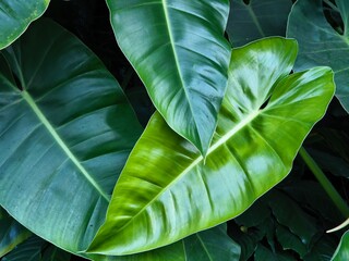 Green leaves in a garden