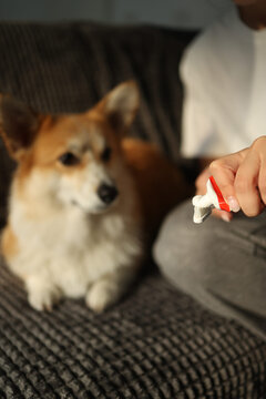 Corgi looking at its owner's hands squeezing toothpaste on toothbrush