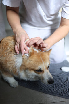 Close-up of anonymous woman cleaning ears of her dog at home