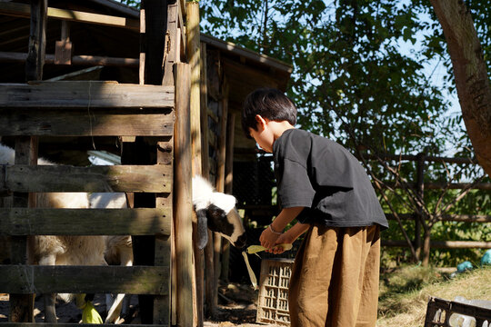 Chinese boy feeding sheep in sheepfold