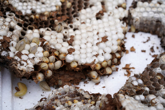 Closeup of fresh wild beehive and honey 