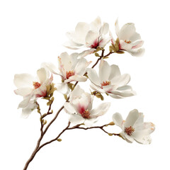 Obraz premium Delicate Magnolia Blossom Branch Isolated on Green Transparent background