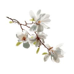 Fototapeta premium Elegant Magnolia Blossom Branch Isolated on White