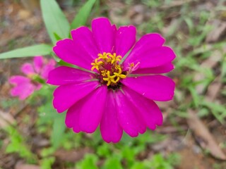 Fototapeta premium Zinnia elegans, known as youth-and-age, common zinnia or elegant zinnia, an annual flowering plant of the genus Zinnia, is one of the best known zinnias.
