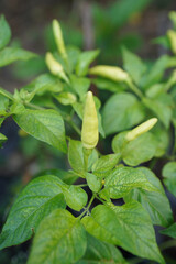 Young chili plants