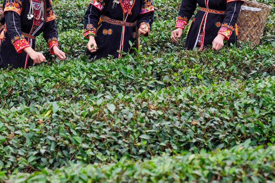 Tea Harvesting by Dao Quan Trang Women in Tac Ba