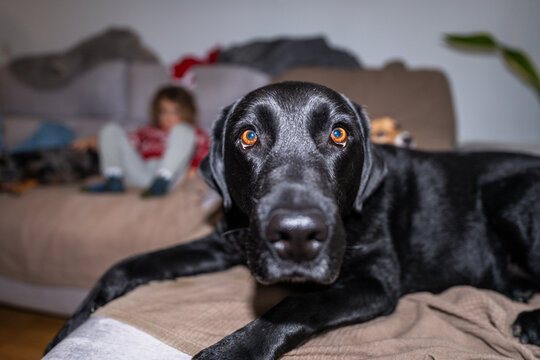 Black labrador dog lying on sofa with child playing in background