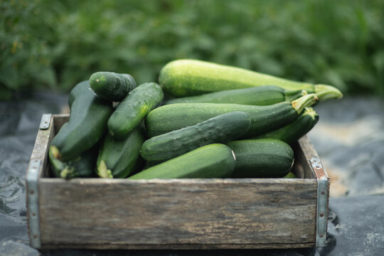 Fresh vegetables from the garden 