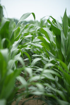 Fresh Corn field