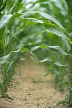Fresh Corn field