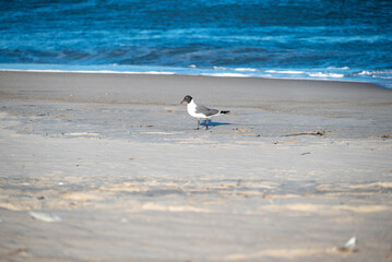 seagull on the beach
