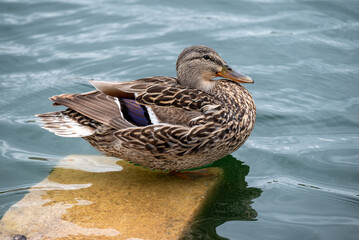 duck on the water
