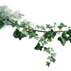 Naklejka premium Verdant Ivy Vine Branch with White Speckled Effect