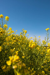 青空と菜の花畑