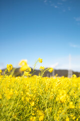 Obraz premium 青い空と黄色い菜の花畑