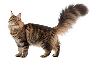 Majestic Maine Coon Cat Standing Proudly with Fluffy Tail
