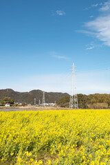 田舎の風景〜青空と菜の花畑〜