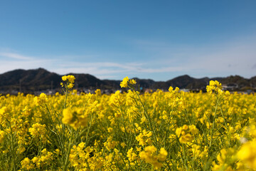 青空と山と黄色い菜の花畑