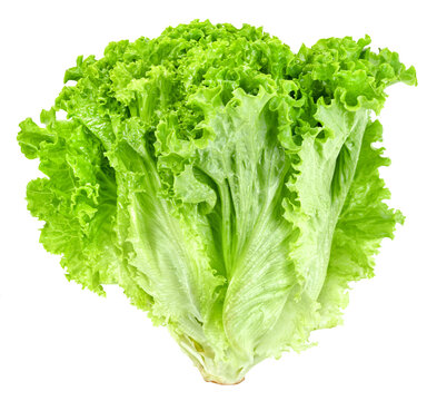 raw Lettuce leaf
