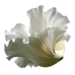 Delicate White Flower Petal Detail, Abstract Floral Macro Photography