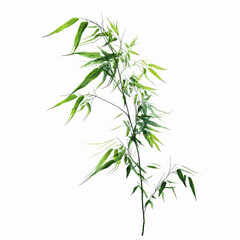 Fototapeta premium Lush Green Bamboo Branch with Dew Drops - Isolated on Black Transparent background
