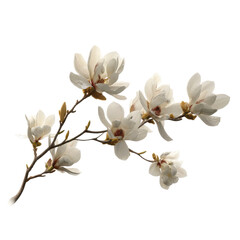Obraz premium Delicate Magnolia Branch with Blooming White Flowers