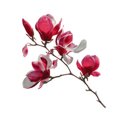 Fototapeta premium Exquisite Crimson Magnolia Blossom Branch