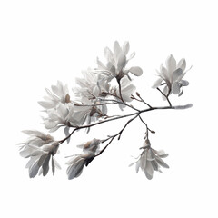 Delicate Magnolia Blossom Branch Isolated on Grey Transparent background