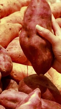 Selecting Yams in a Supermarket Display