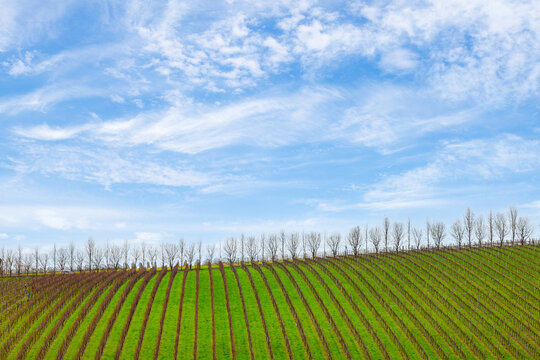 Rows of vineyard vines against blue sky