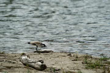 Bird near the river