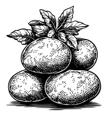 Detailed Hand-Drawn Engraving of Oranges with Leaves