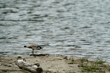 Bird near the river