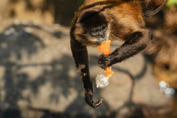 Spider monkey and environmental pollution