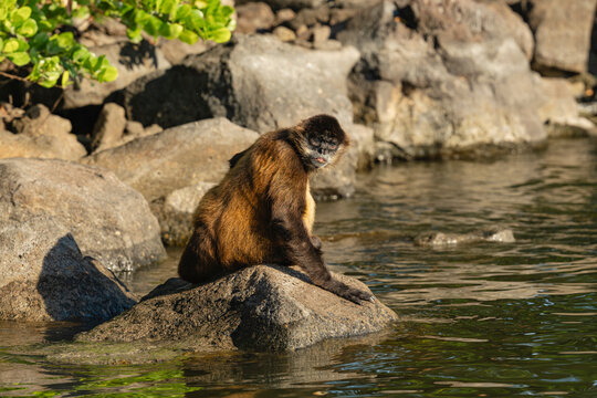 Spider monkey by the water&rsquo;s edge