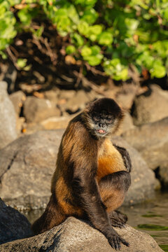 Spider monkey in its natural habitat