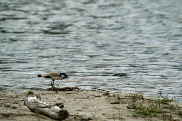 Bird near the river