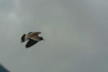 Bird in flight