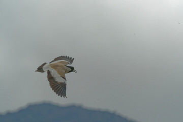 Bird in flight