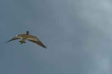 Bird in flight