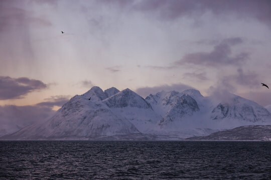Snow-covered mountains and ocean at dusk with birds - Powered by Adobe