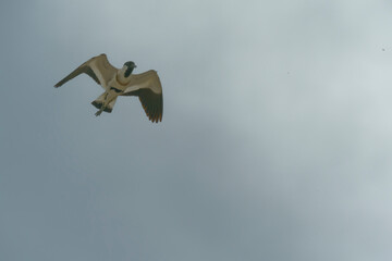 Bird in flight