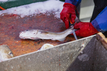 Fisherman Cleaning Freshly Caught Fish on Icy Deck