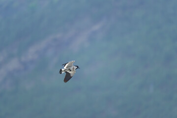 Bird in flight