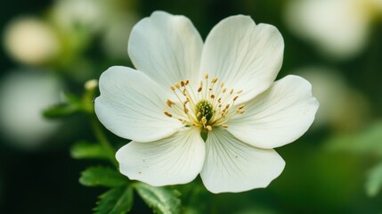 Obraz premium A close-up photograph of a delicate white flower with intricate yellow stamens set against a softly blurred green background. The petals have a subtle sheen and exhibit fine vein patterns, enhancing t