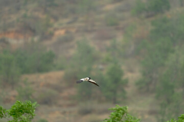 Bird in flight