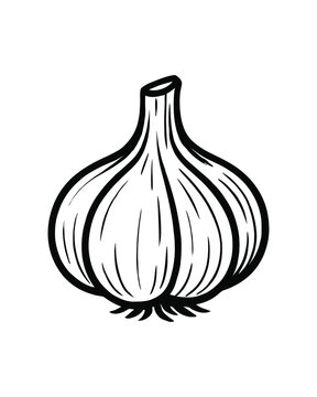 Hand Drawn Garlic Illustration Fresh Vegetable Cooking