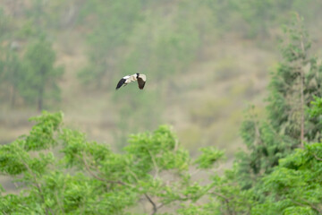 Bird in flight